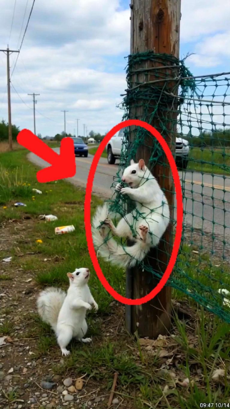 131-squirrel-Cover