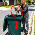 135-cat-dog-Cover