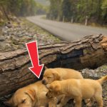 135-dog-Cover