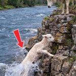 136-sheep-rescue-Cover