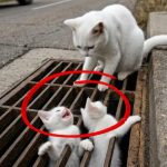 137-cat-stucked-Cover