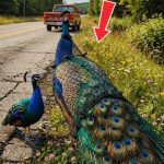 138-peacock-Cover
