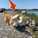 15-dog-swan-Cover
