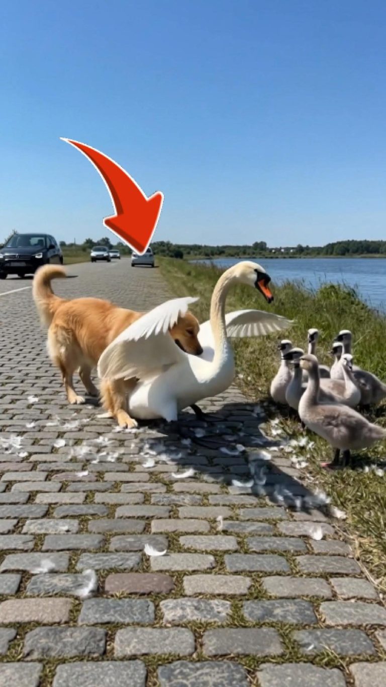 15-dog-swan-Cover
