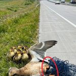 19-bird-net-Cover