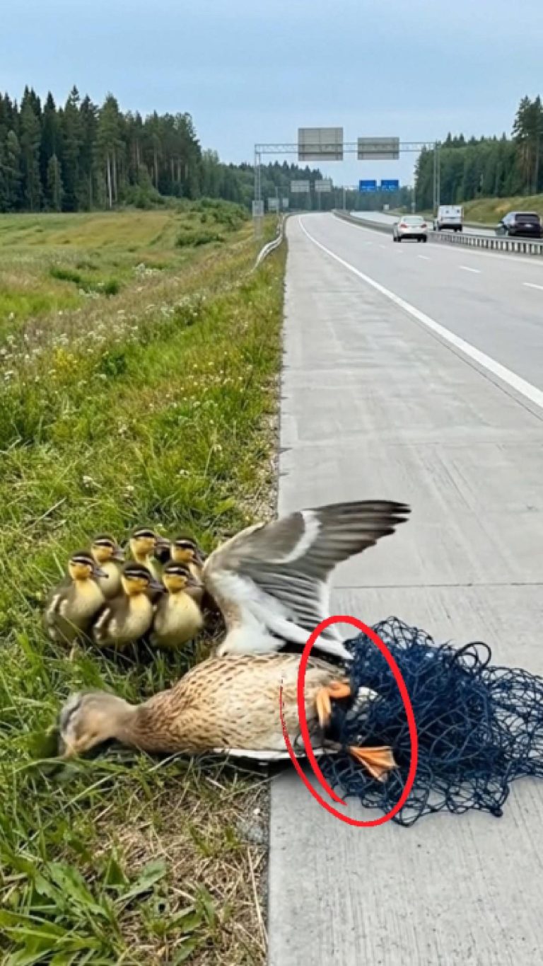 19-bird-net-Cover