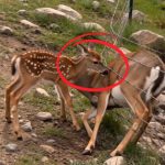 2-deer-stuck-Cover