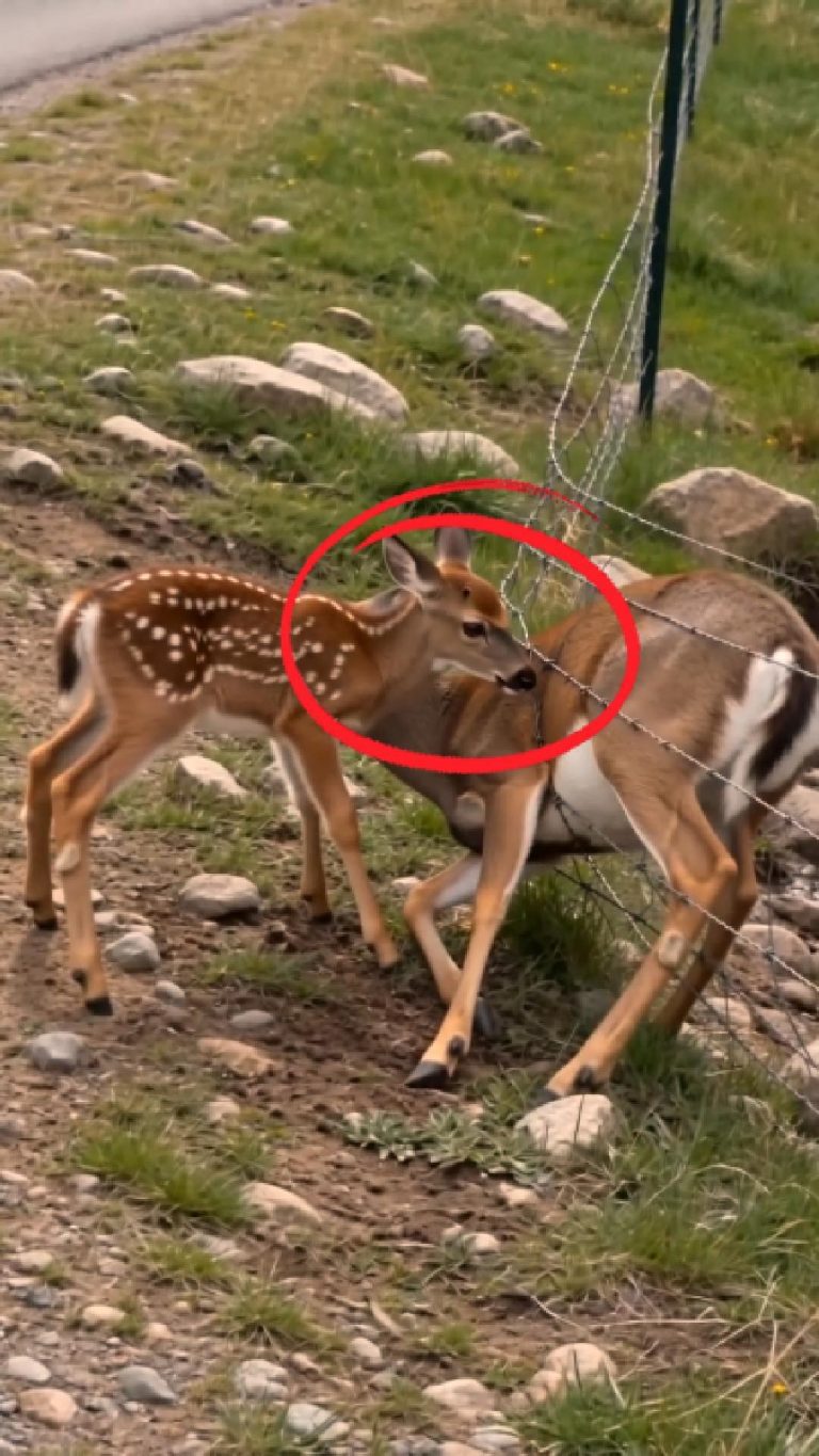 2-deer-stuck-Cover