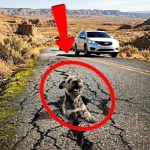 21-dog-stuck-road-Cover