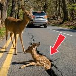 24-deer-road-Cover