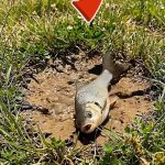 25-fish-dog-Cover