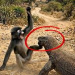 27-monkey-lizard-Cover