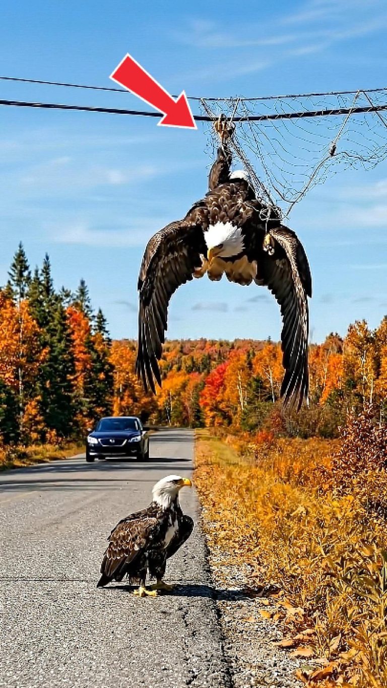 30-eagle-stuck-Cover