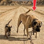 32-dog-tied-Cover