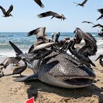 37-whale-shark-Cover