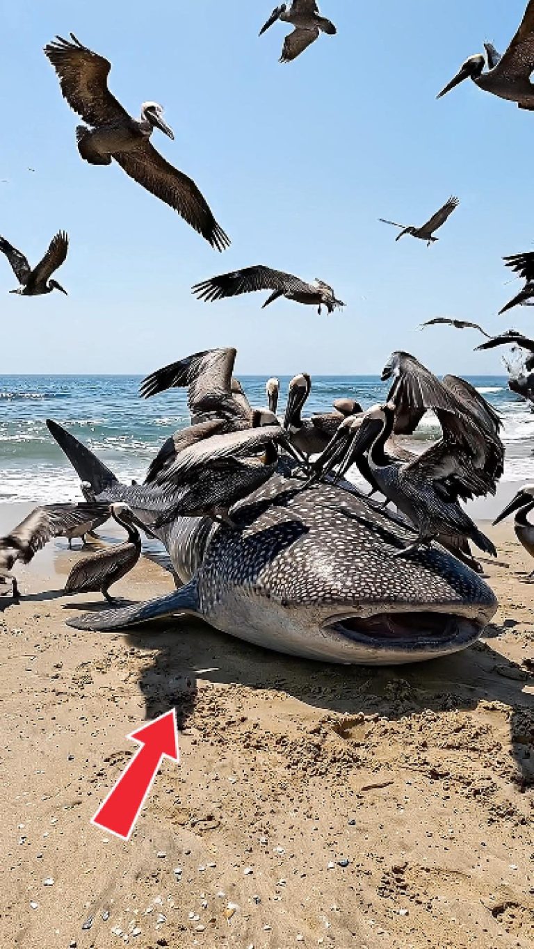 37-whale-shark-Cover