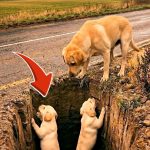 38-dog-hole-Cover
