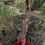 39-deer-Cover