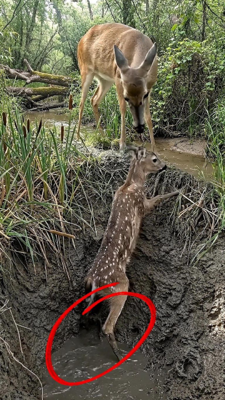 39-deer-Cover