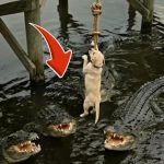 43-dog-crocodile-Cover
