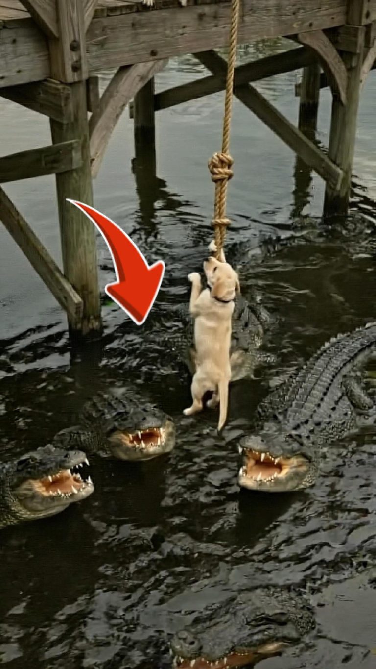 43-dog-crocodile-Cover