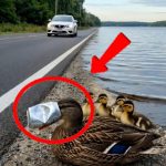 44-duck-Cover