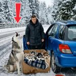 45-husky-snow-Cover