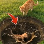 46-kitten-hole-Cover