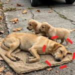 49-dog-tired-FB-Cover