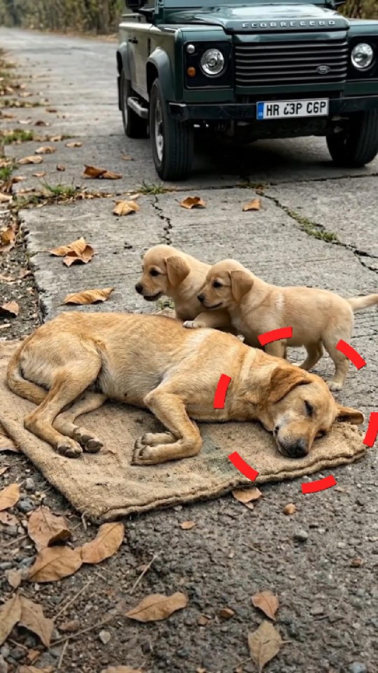 49-dog-tired-FB-Cover