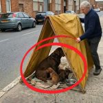 50-dog-tent-Cover