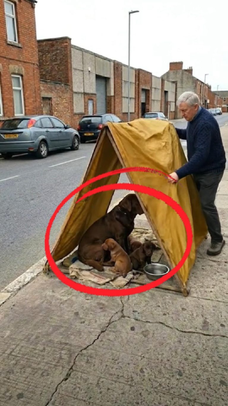 50-dog-tent-Cover