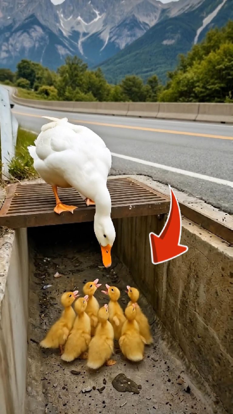 51-duck-sttuck-Cover