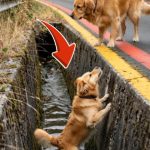 53-dog-stuck-Cover