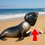 58-seal-beach-Cover