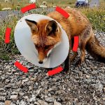 60-fox-plastic-Cover