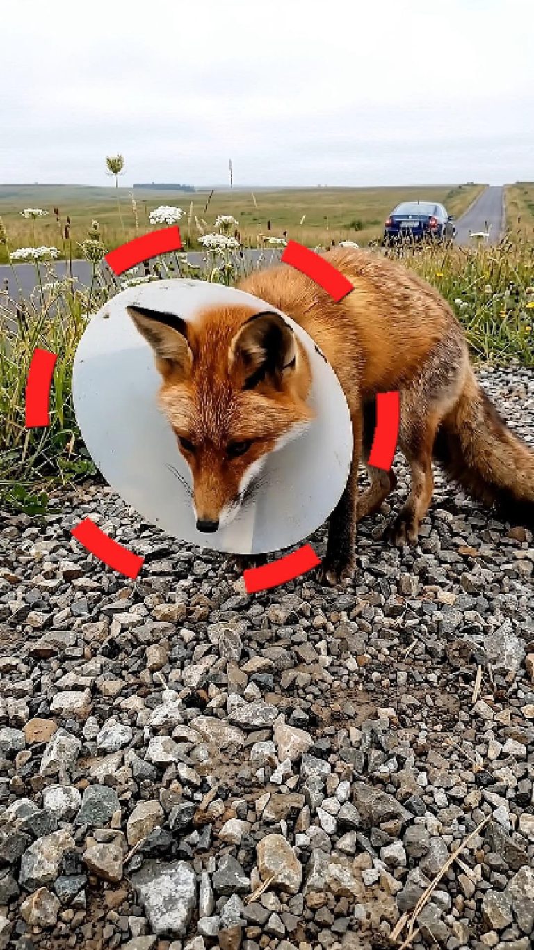 60-fox-plastic-Cover