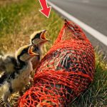 61-bird-tied-Cover