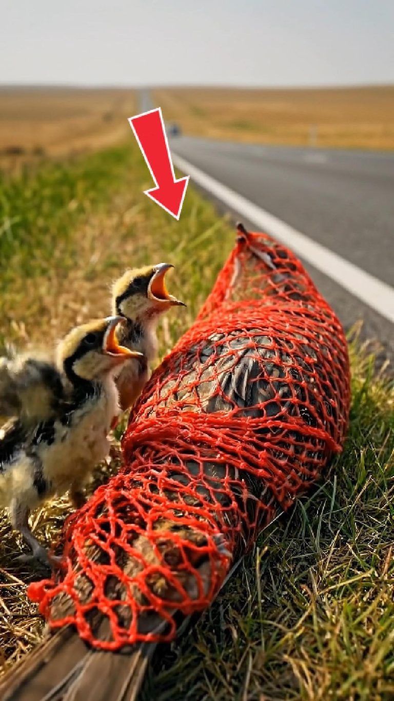 61-bird-tied-Cover
