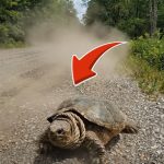 62-turtle-rope-Cover