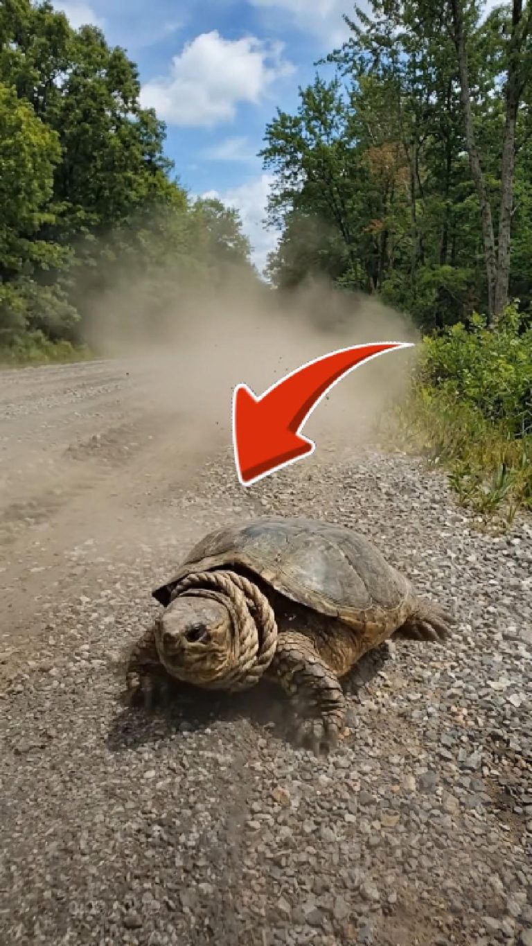 62-turtle-rope-Cover