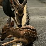 63-stucked-deers-Cover