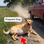 66-pregnant-dog-Cover