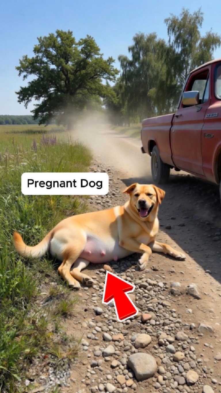 66-pregnant-dog-Cover