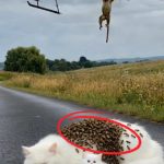 68-monkey-cat-Cover