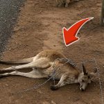 72-kangaroo-monkey-Cover