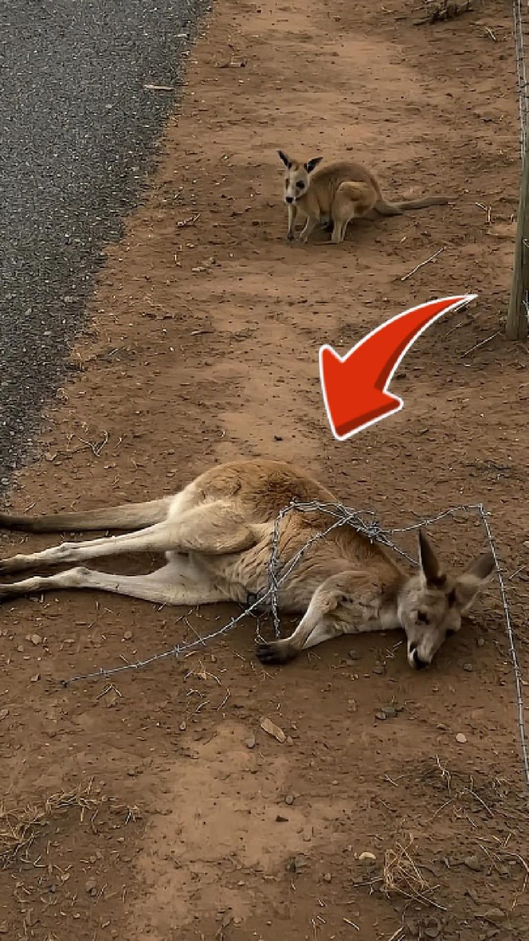 72-kangaroo-monkey-Cover
