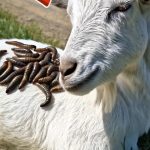 74-goat-worms-FB-Cover
