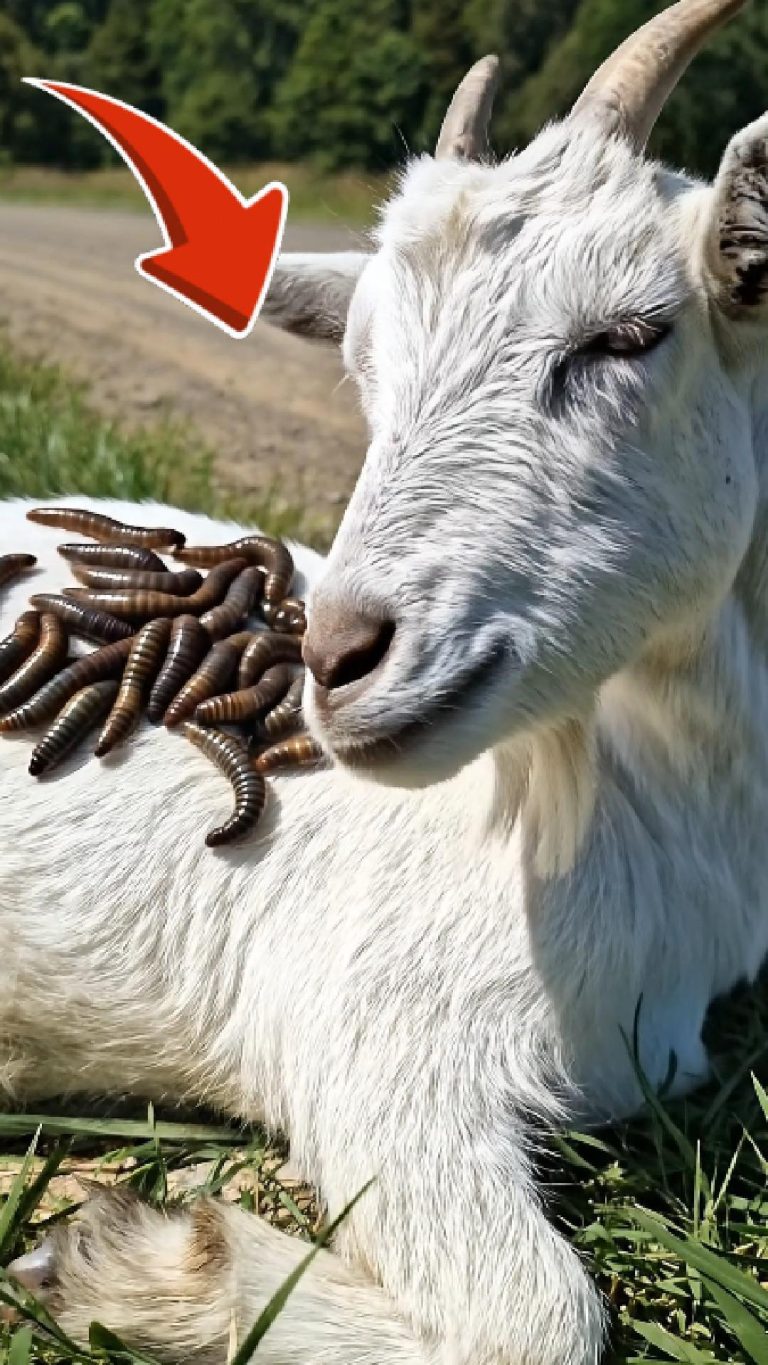 74-goat-worms-FB-Cover