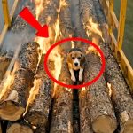 75-dog-wood-FB-Cover